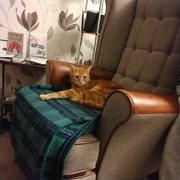 6th May 2024 - Hunter our ginger tom cat on his favourite armchair. 