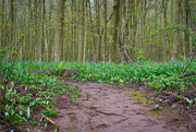 6th May 2024 - Mud Below, Trees Above...