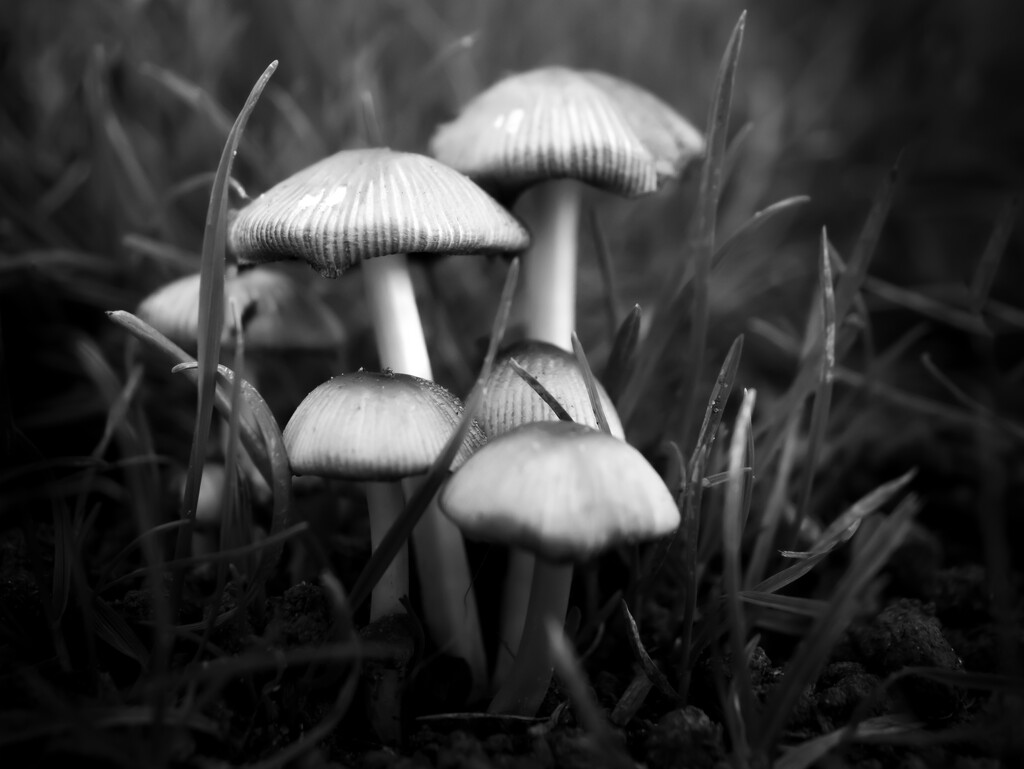 Shrooms by northy