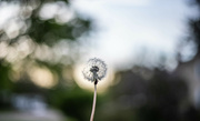 6th May 2024 - Dandelion with Boxelder