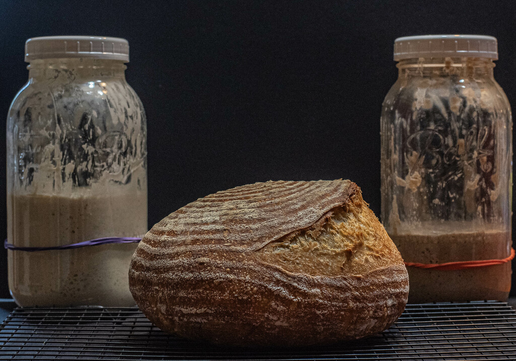 Sourdough and Starters by darchibald