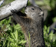 6th May 2024 - You can call Me a Woodchuck...