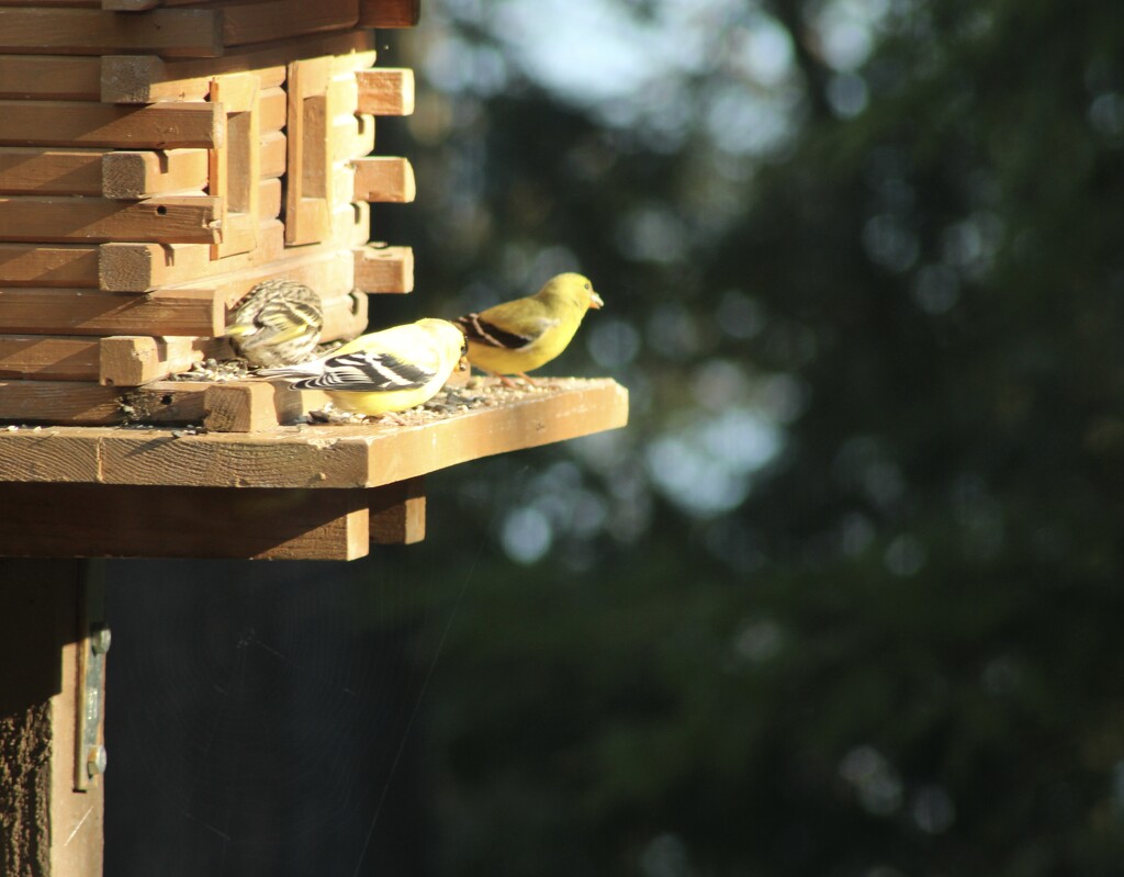 A family of gold finches by mltrotter