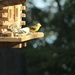 A family of gold finches
