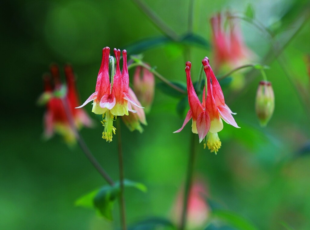 Colorful Columbines by lynnz