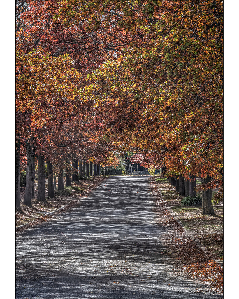trees_autumn_Canberra by mortmanphotography