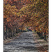 trees_autumn_Canberra