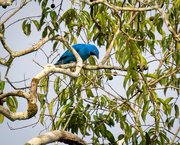 3rd May 2024 - Plum-throated Cotinga