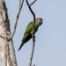 Dusky-headed Parakeet by nicoleweg