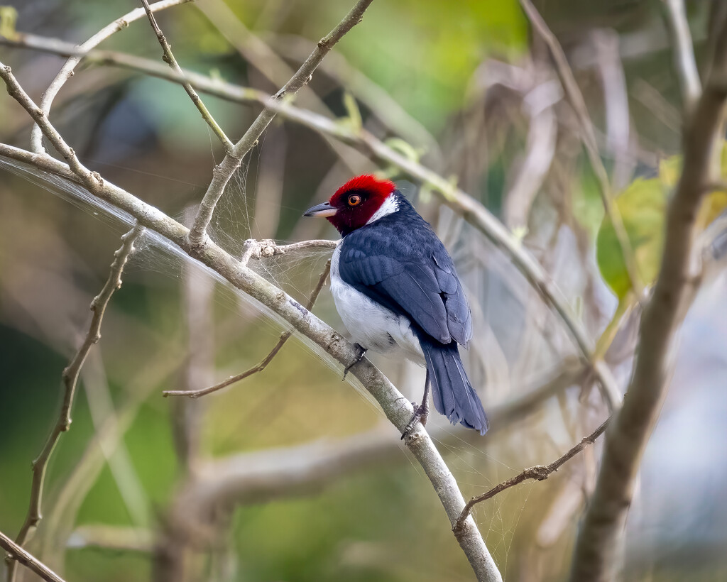 Red-capped Cardinal by nicoleweg