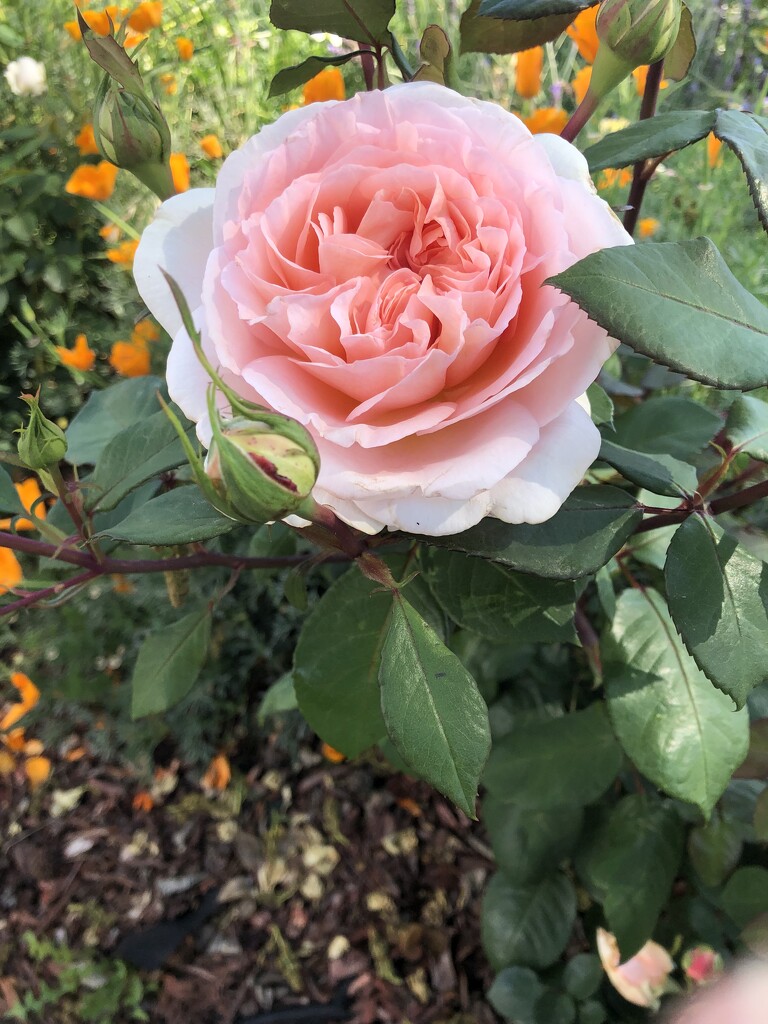 Neighbor’s Roses by loweygrace