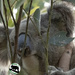 hey Valentine by koalagardens
