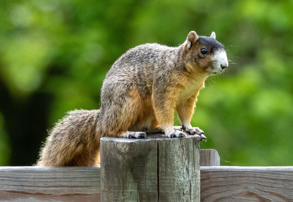 Squirrel by kathyladley