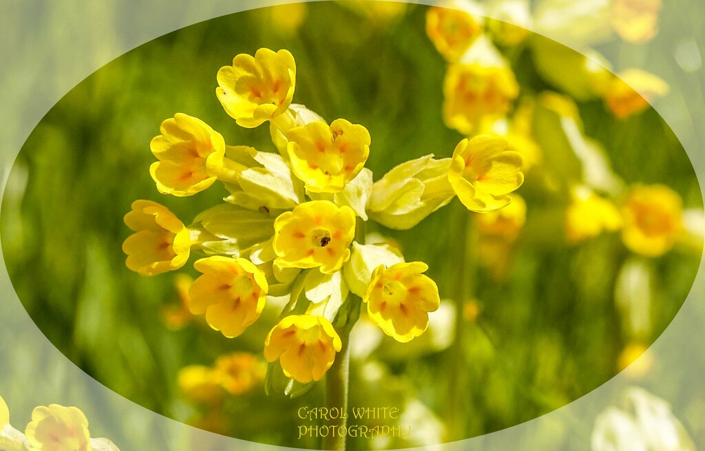 Cowslips by carolmw