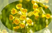 7th May 2024 - Cowslips