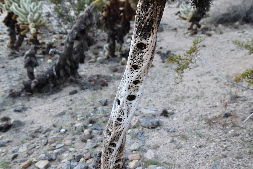 Cholla cactus stalk by bigdad
