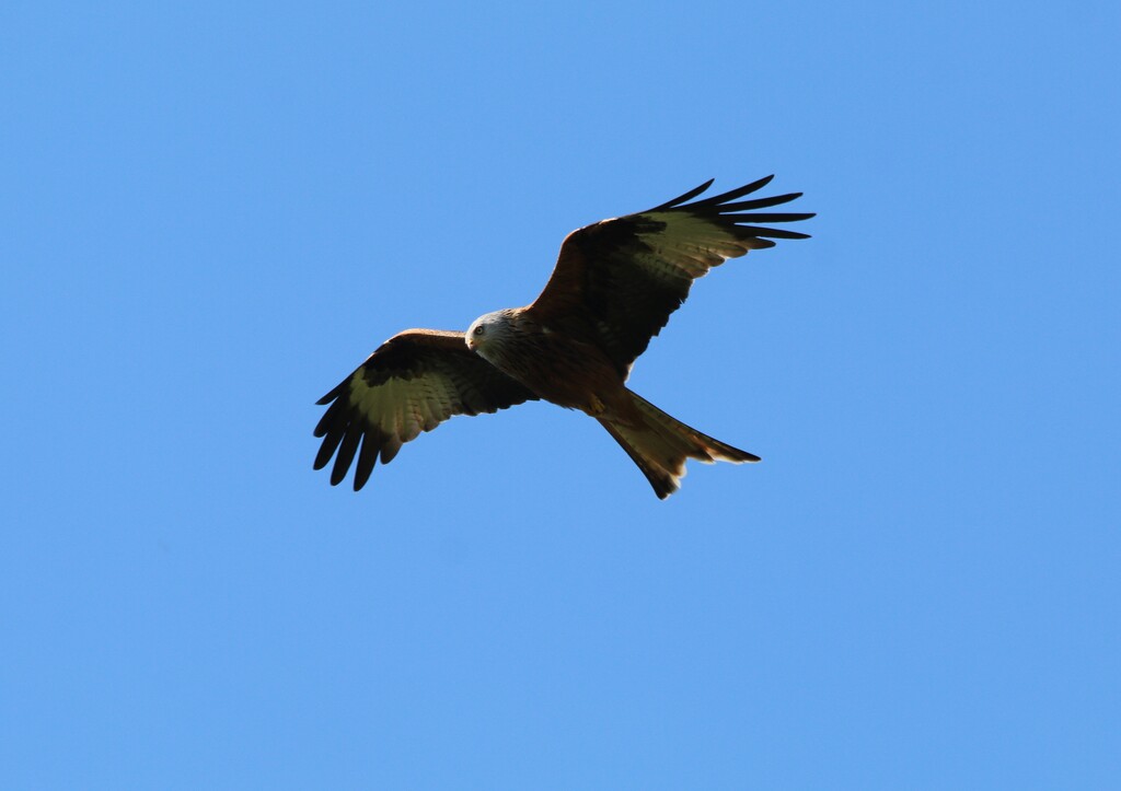 Kite flying by plebster