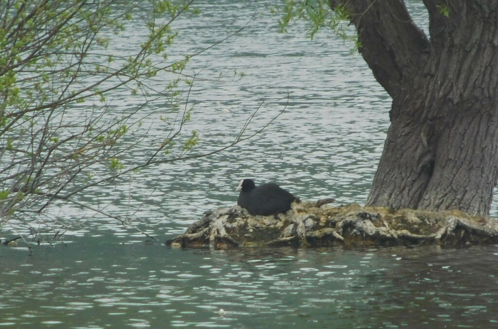 Another nesting Coot by 365anne