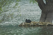 6th May 2024 - Another nesting Coot
