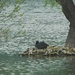 Another nesting Coot