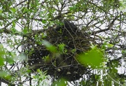 4th May 2024 - Nesting Coot