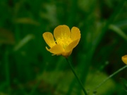 7th May 2024 - Buttercup