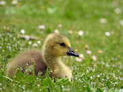 7th May 2024 - Gosling