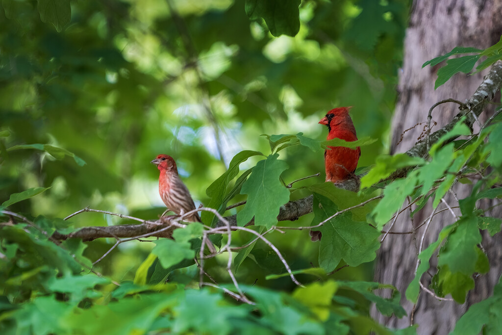 Red Bird Duo by kvphoto
