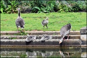 7th May 2024 - Part of the goose family