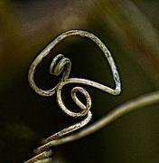 7th May 2024 - Passionflower tendril