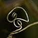 Passionflower tendril