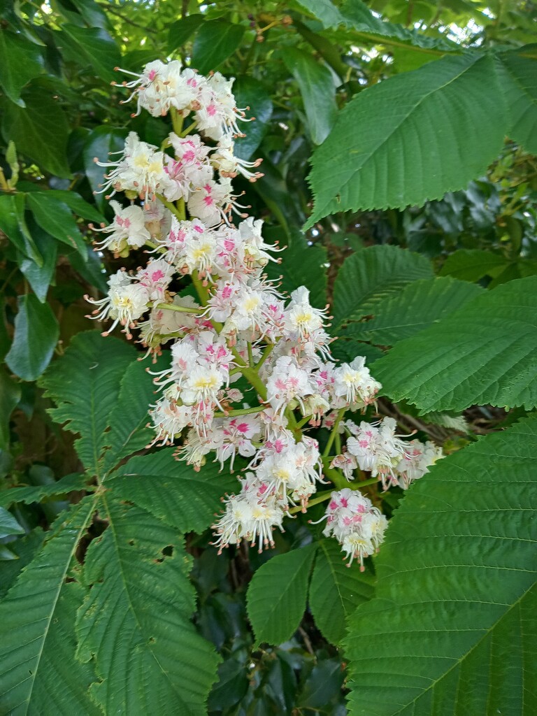 Horse Chestnut  by 365projectorgjoworboys