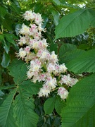 7th May 2024 - Horse Chestnut 