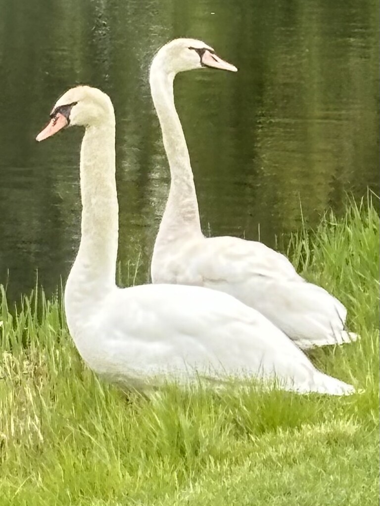 Swan watching  by pirish