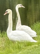 6th May 2024 - Swan watching 