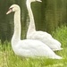 Swan watching 