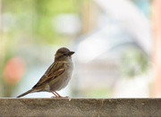 6th May 2024 - Sweet Little Sparrow