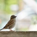 Sweet Little Sparrow by bjywamer