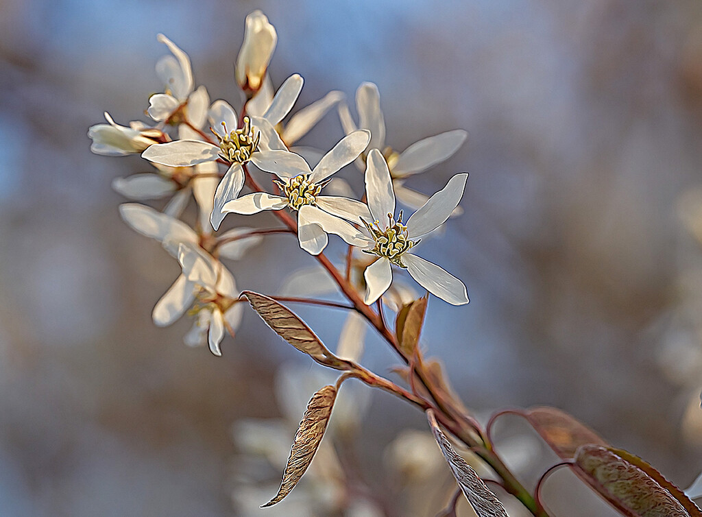 White Blossoms by gardencat