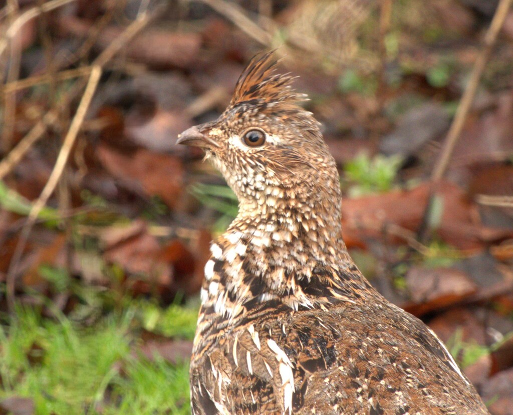 Ruffed Grouse by radiogirl