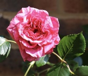 7th May 2024 - Pink rose
