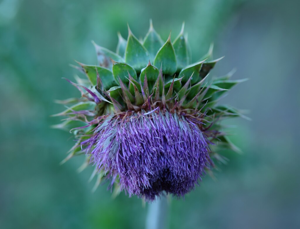 waning thistle by blueberry1222