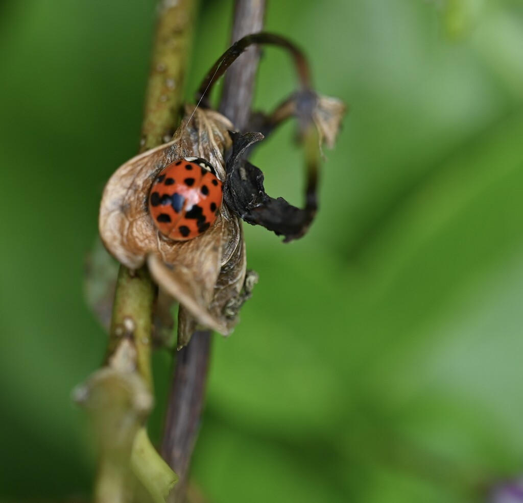 Ladybug 🐞  by wendystout