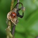 Ladybug 🐞  by wendystout