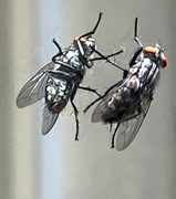 7th May 2024 - Fighting Fly