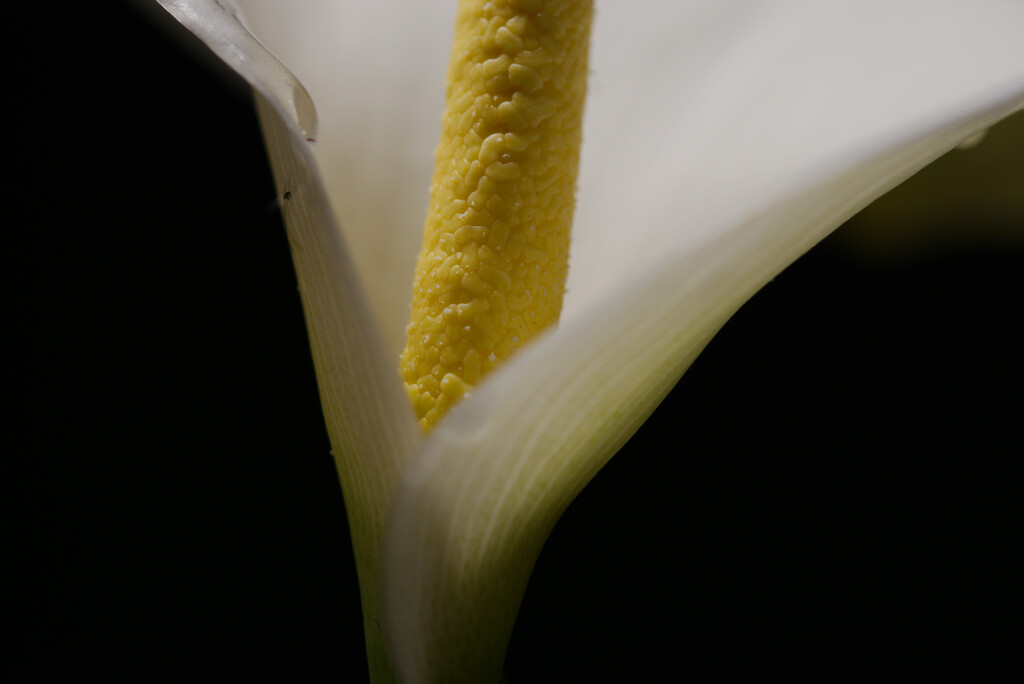 Calla Lily  by shearn1