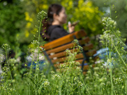 7th May 2024 - Capsella bursa-pastoris