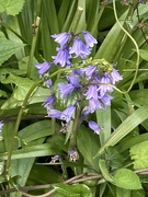 7th May 2024 - Bluebell Flowers