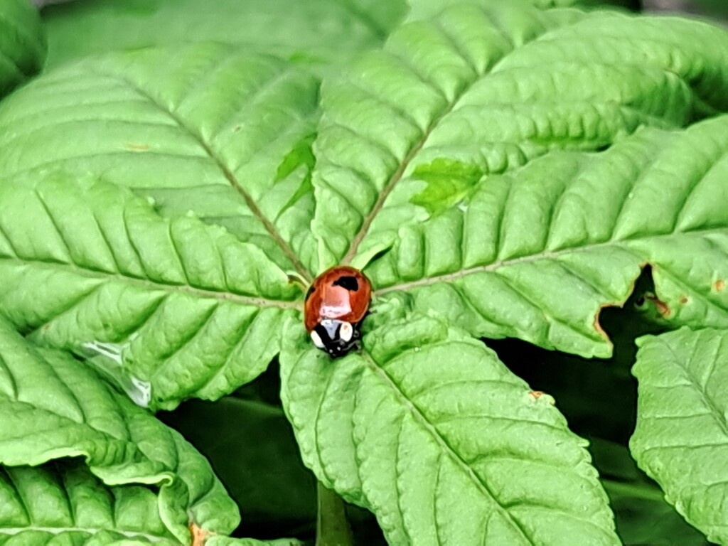 Day 128/366. A tiny ladybird. by fairynormal