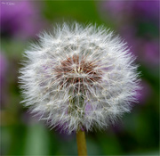 7th May 2024 - Dandelion Clock